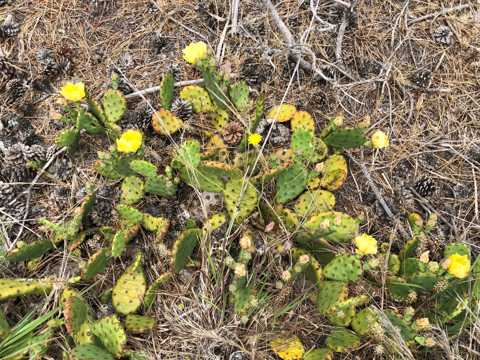 Prickly pear beach scene